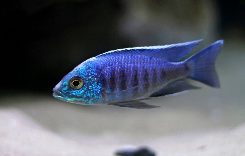 Copadichromis sp. 'kawanga no-spot' Undu Reef